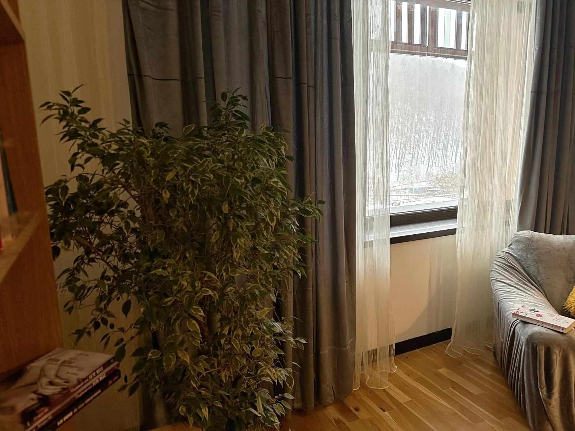 Apartament “La Iepure” Brasov Exterior photo